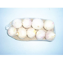 High Quality Big Solo Garlic for Exporting